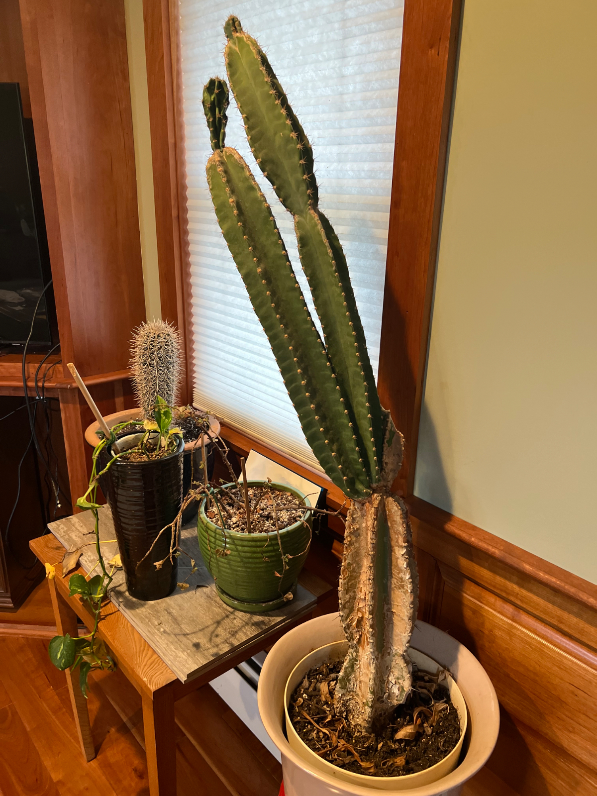 Looking for a roommate to share a large home. - Photo 8