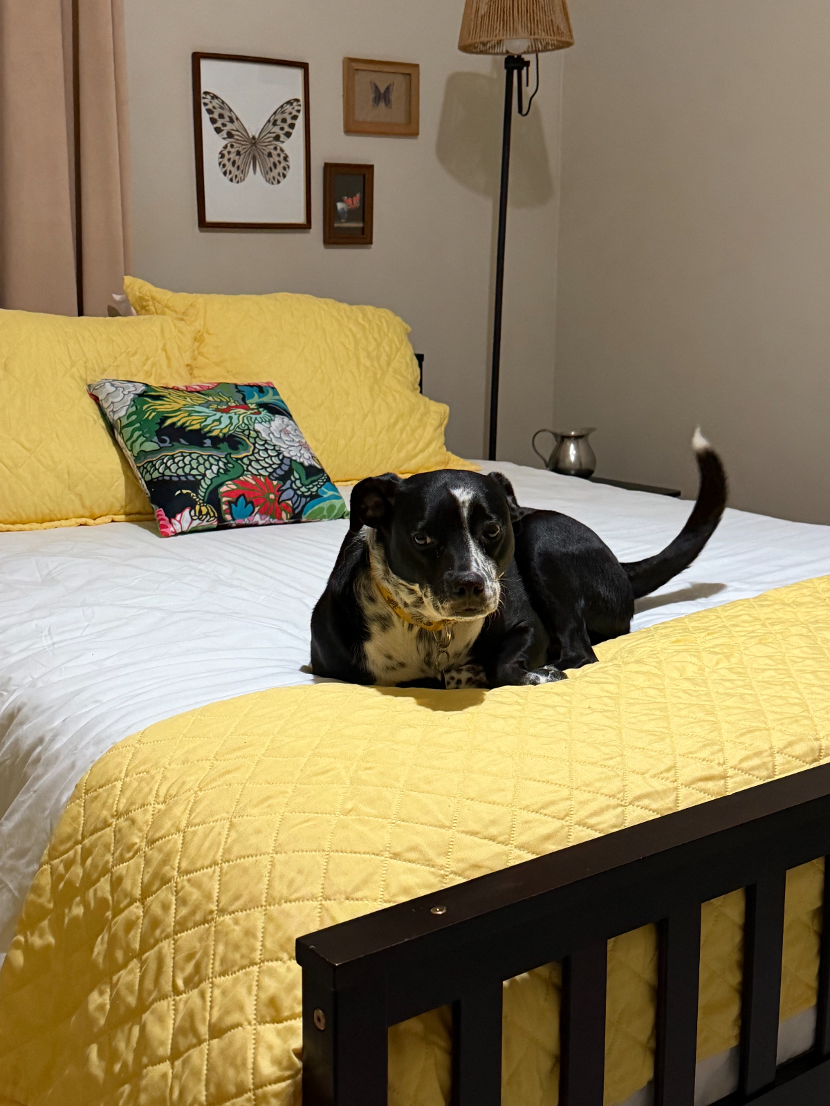 Vandalia Health CAMC / WVU Thomas. Pet-friendly spaces to wind down between shifts. - Photo 11