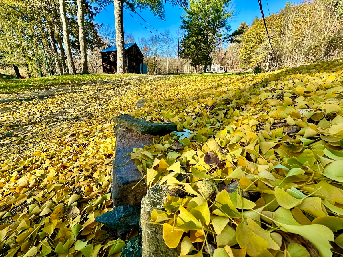 Callicoon Cottage with Jacuzzi + Woods - Photo 2