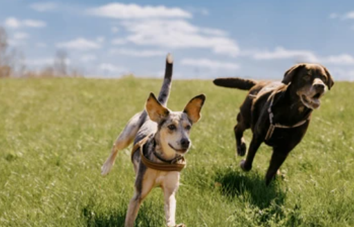 Private Rental Studio - Dog Friendly - Utilities Included - Photo 5