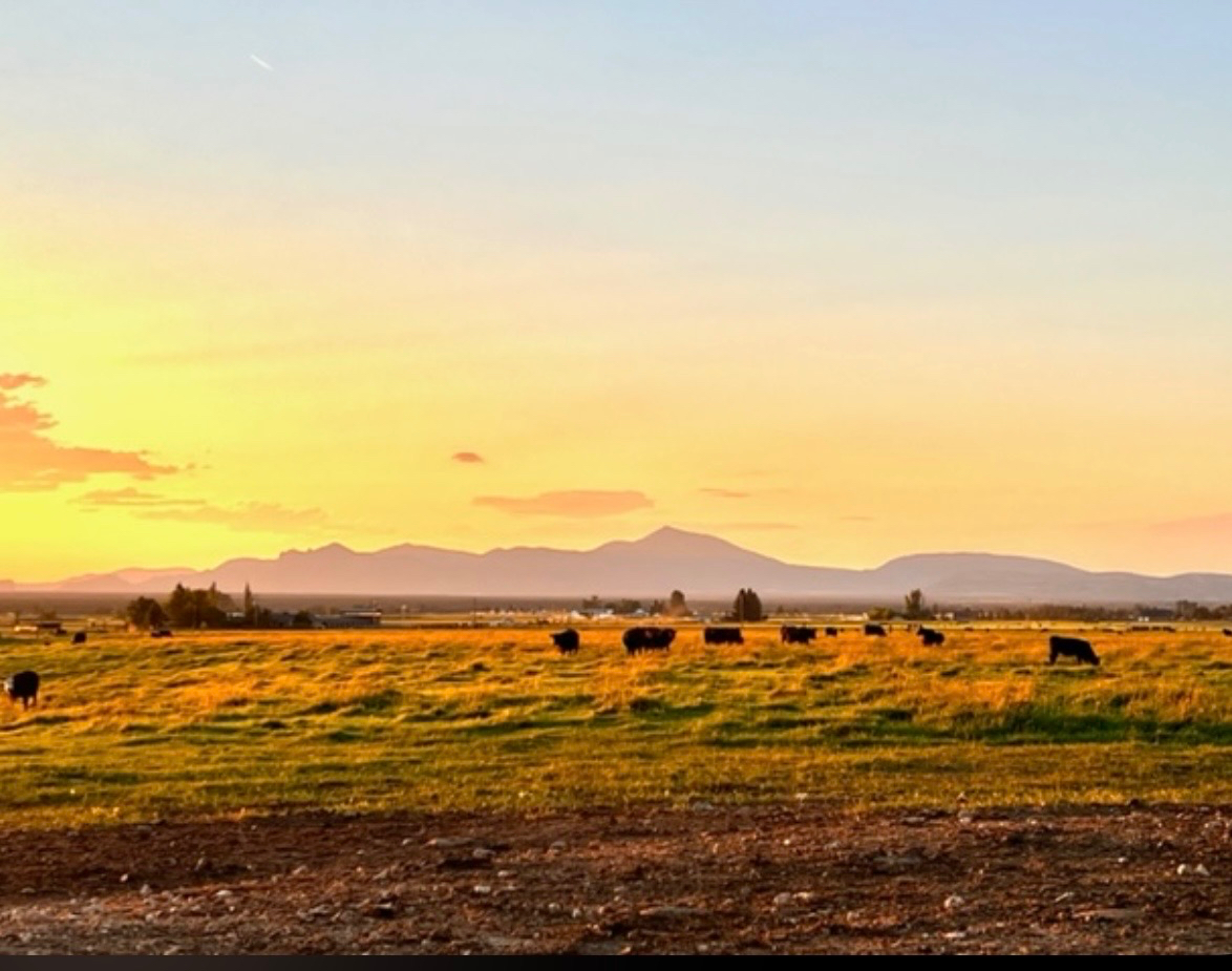 HORSE & DOG FRIENDLY PEACEFUL RANCH LIVING MOUNTAIN VIEWS - Photo 2