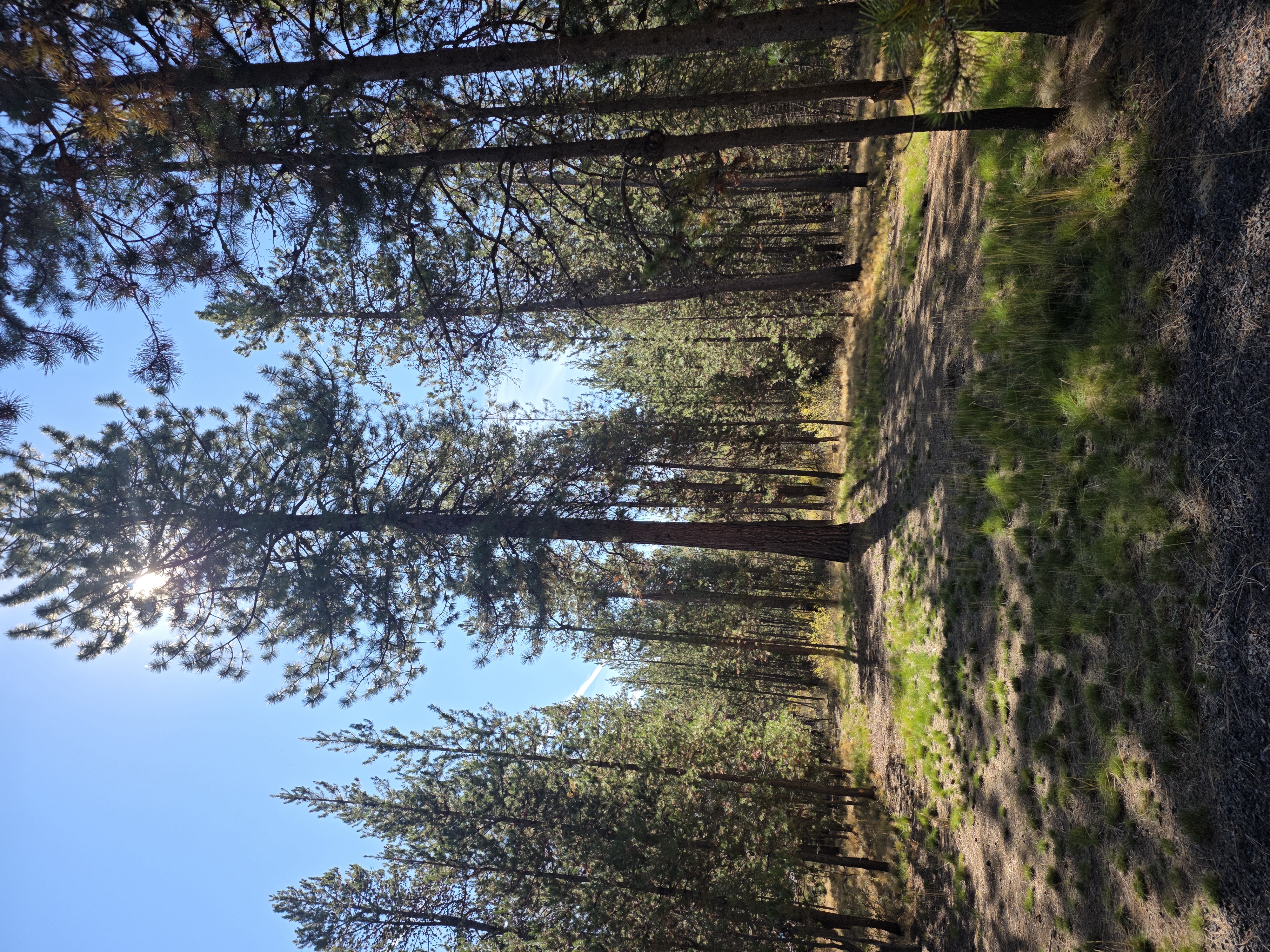 Wild Pine Retreat | Cozy 3-Bedroom Sunriver A-Frame | Garage & Storage - Photo 5