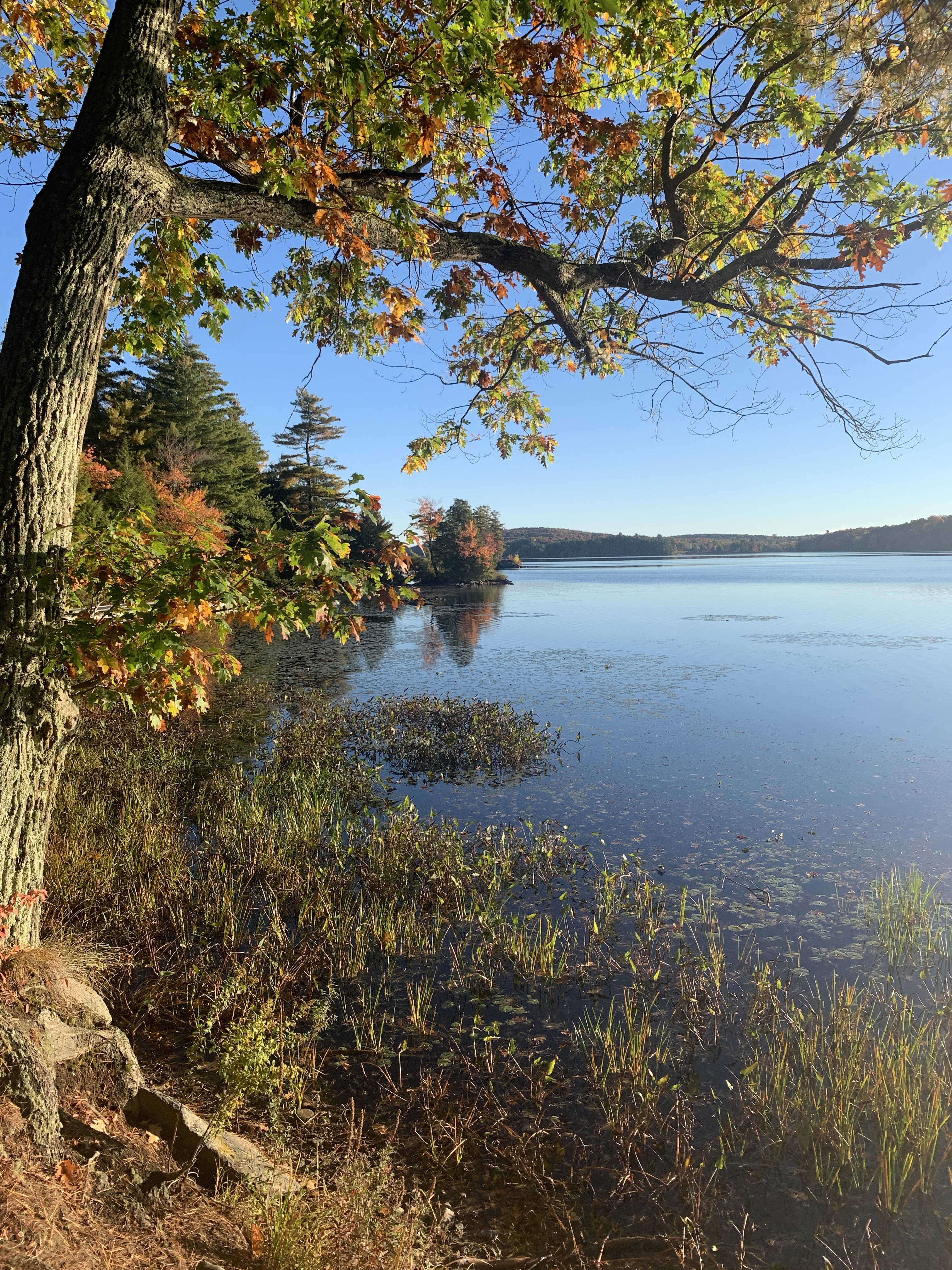 Retreat Living on Fairfield Pond - Photo 4
