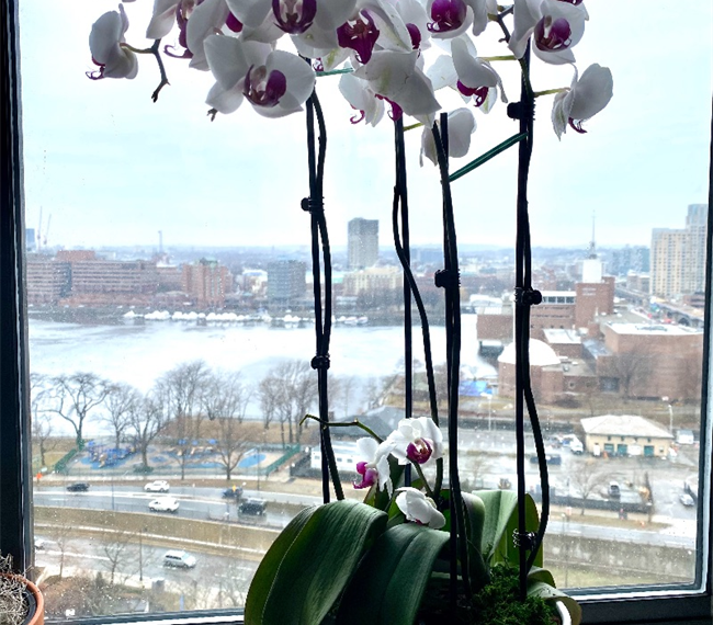 Private High-Rise, River-View Bedroom Near MGH - Photo 5