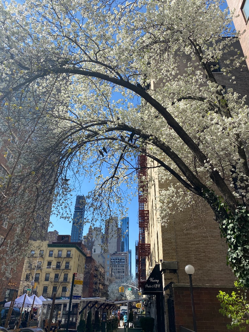 Beautiful apt ONE BLOCK from Bellevue/ Tisch/ Langone - Photo 10