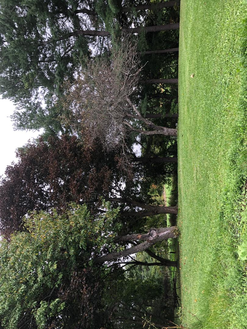 SHELBURNE RENTAL BEAUTY SETTING 2 BEDROOM AVAILABLE - Photo 2
