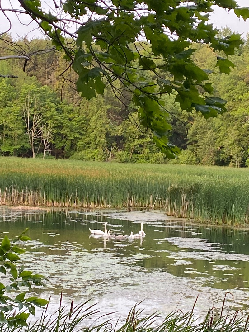 RARE & Ideal for Nature Lovers - Photo 9