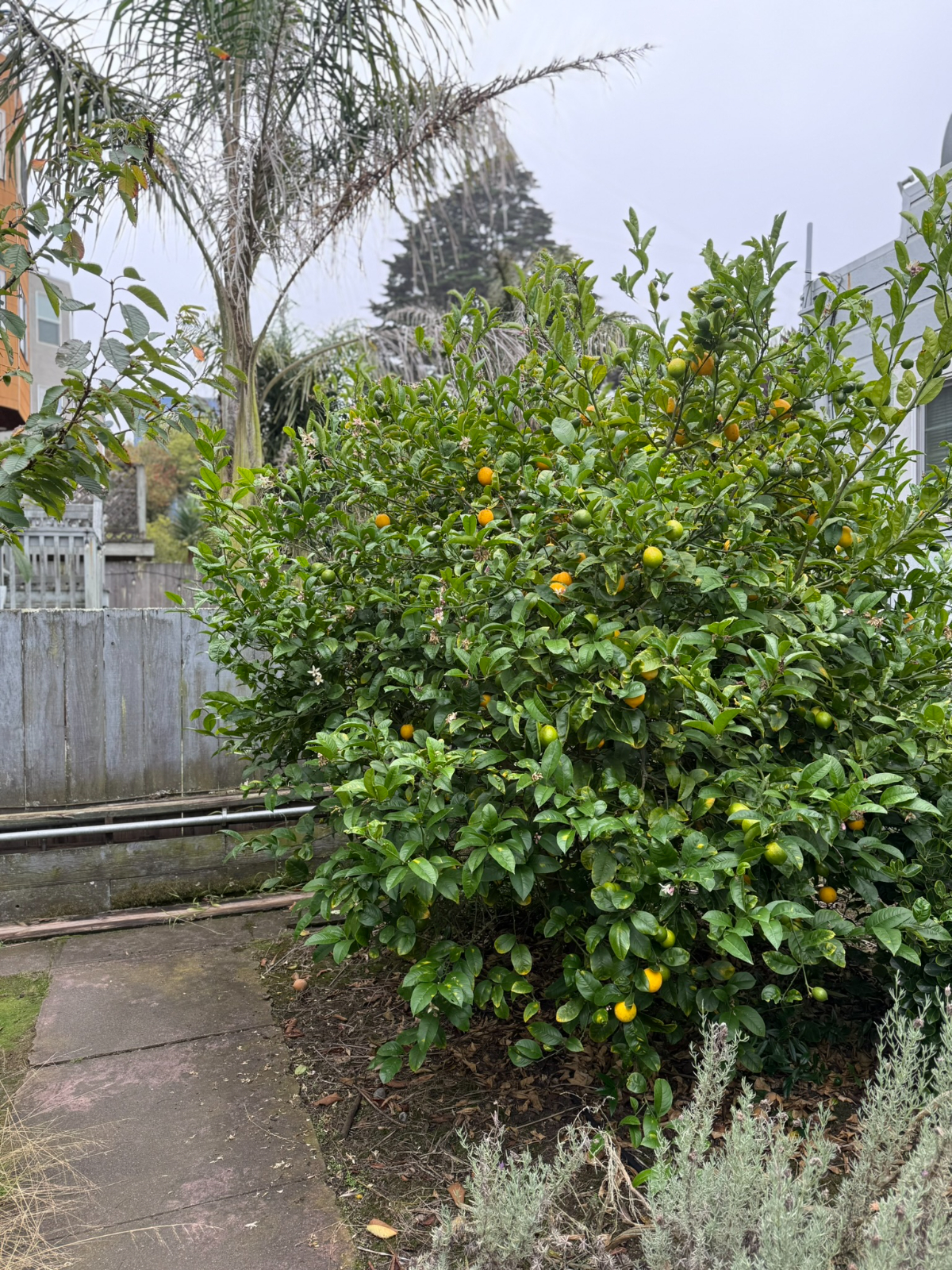 Wine Lovers Garden Retreat w/Lemon Tree, Rosemary, Gas Stove & Huge Walk-in Closet - Photo 5