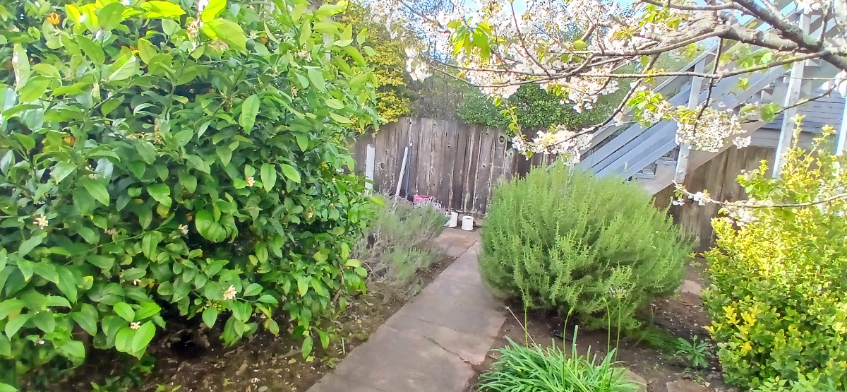 Wine Lovers Garden Retreat w/Lemon Tree, Rosemary, Gas Stove & Huge Walk-in Closet - Photo 4