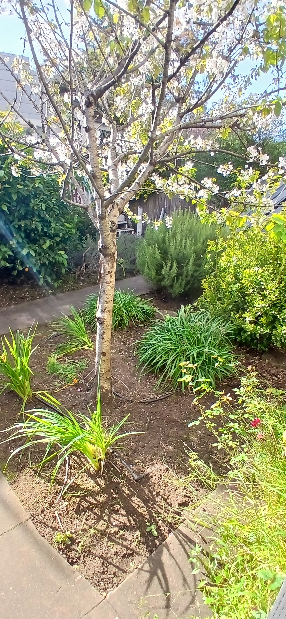 Wine Lovers Garden Retreat w/Lemon Tree, Rosemary, Gas Stove & Huge Walk-in Closet - Photo 6