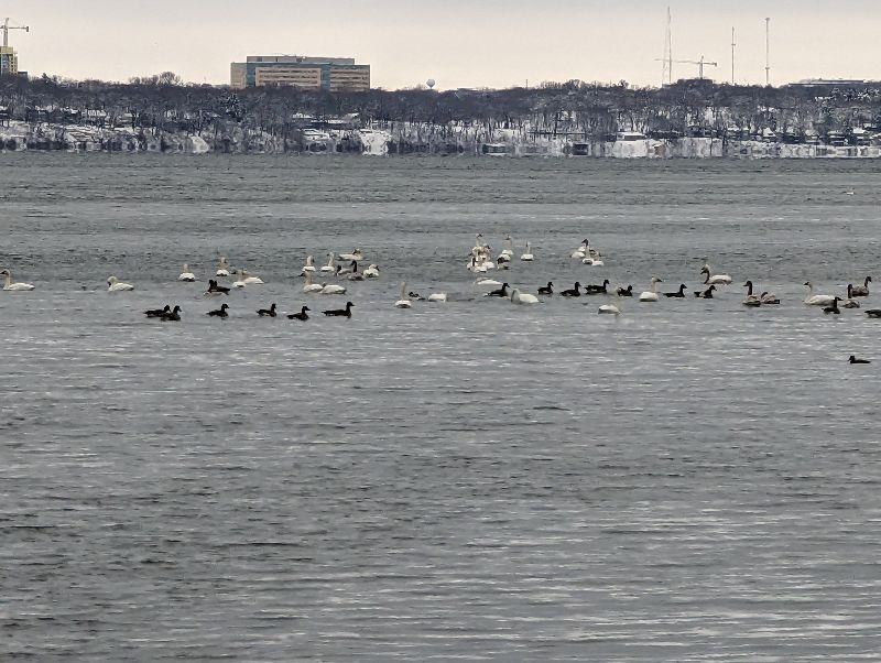 Lakefront Guest Suite on Lake Mendota