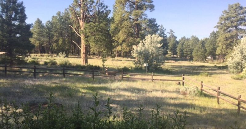 Country Club Townhome- on Urban Trail, walkout to the forest. WIFI, Direct TV, all utilities include - Photo 3
