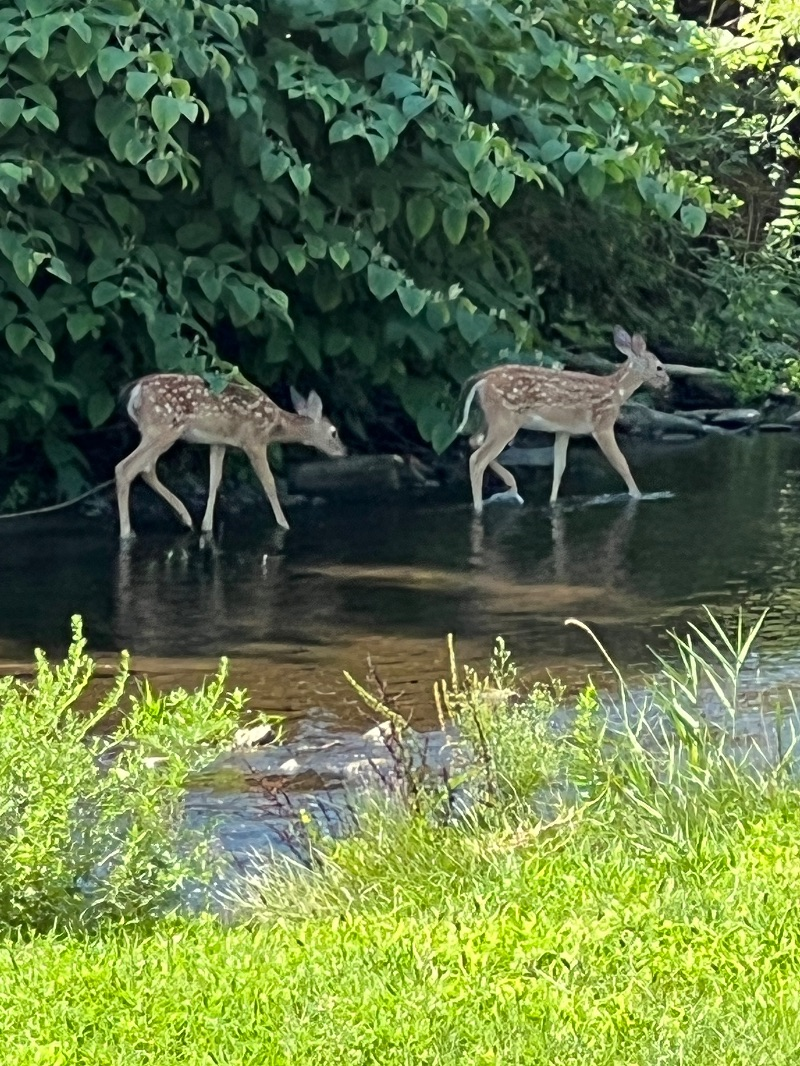 Zen Riparian Retreat in the City - Photo 1