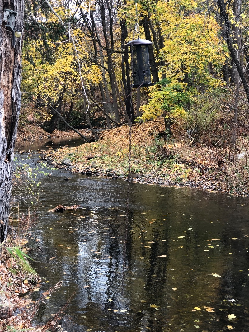 Zen Riparian Retreat in the City - Photo 9