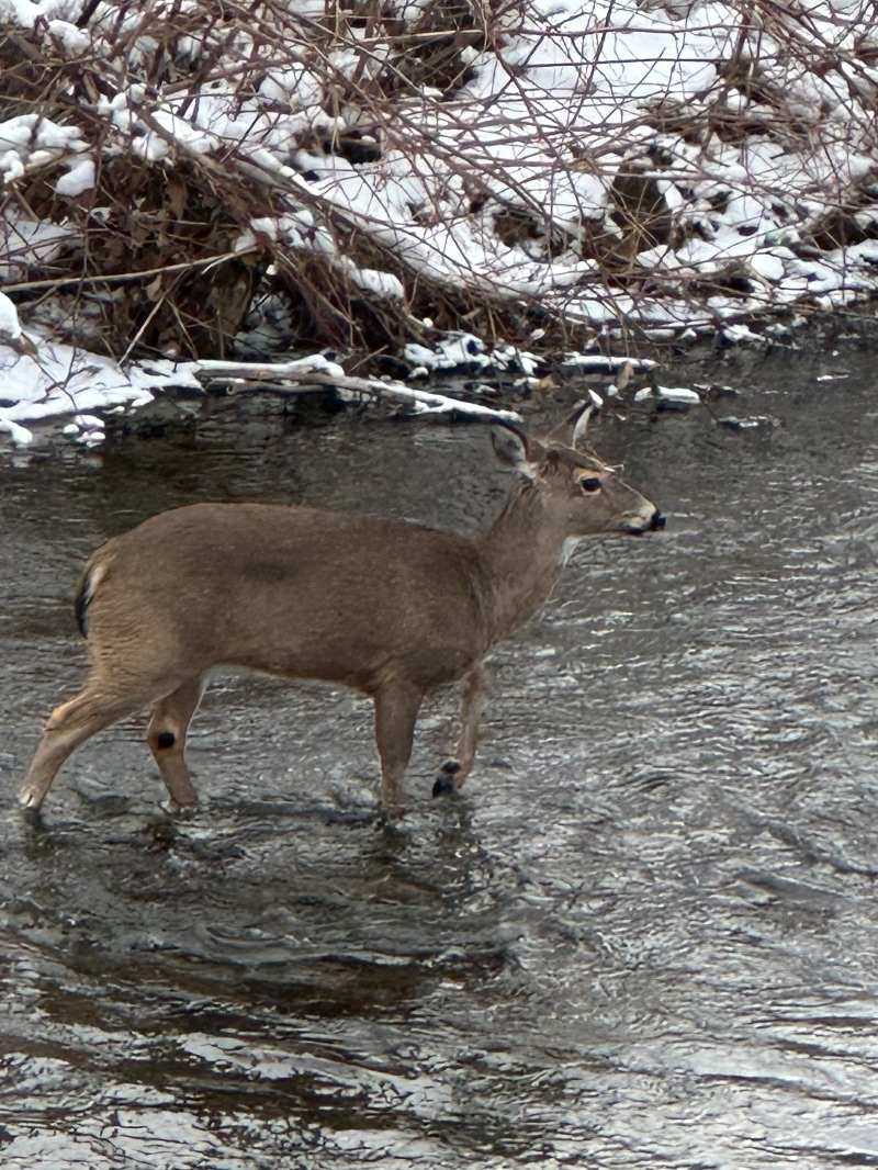 Zen Riparian Retreat in the City - Photo 8