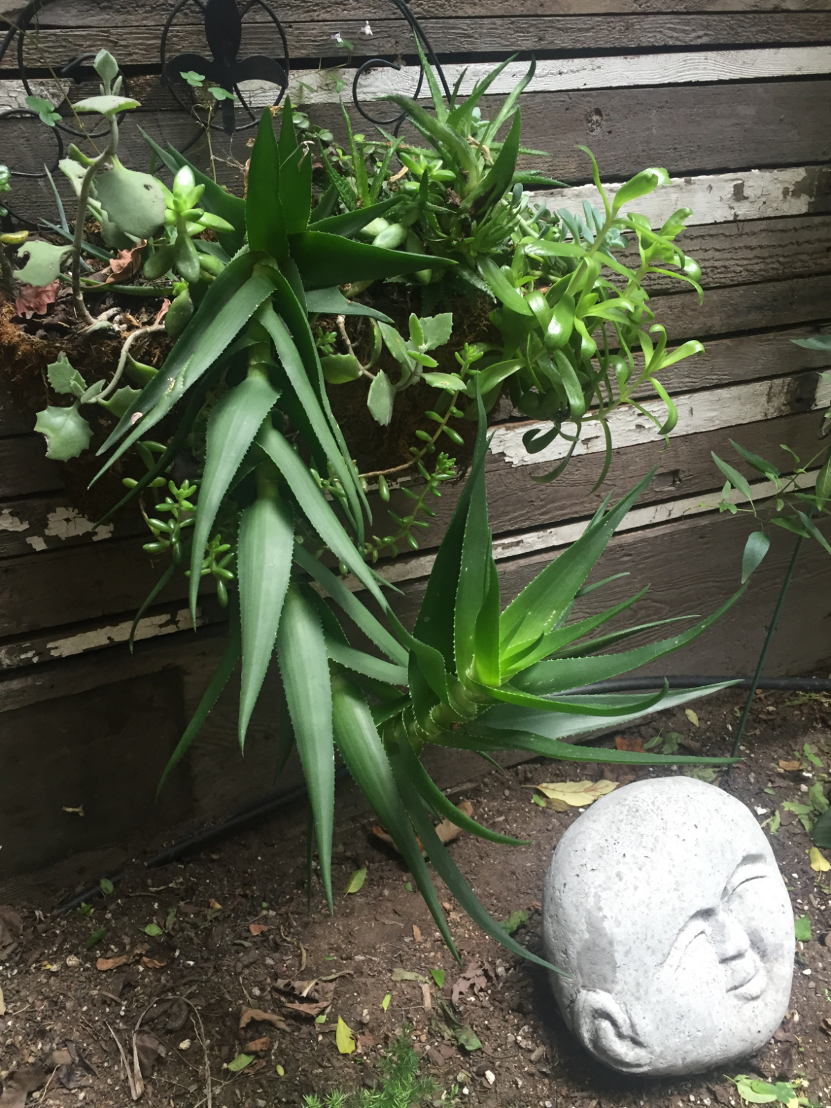 Garden unit in Russian Hill - Photo 3