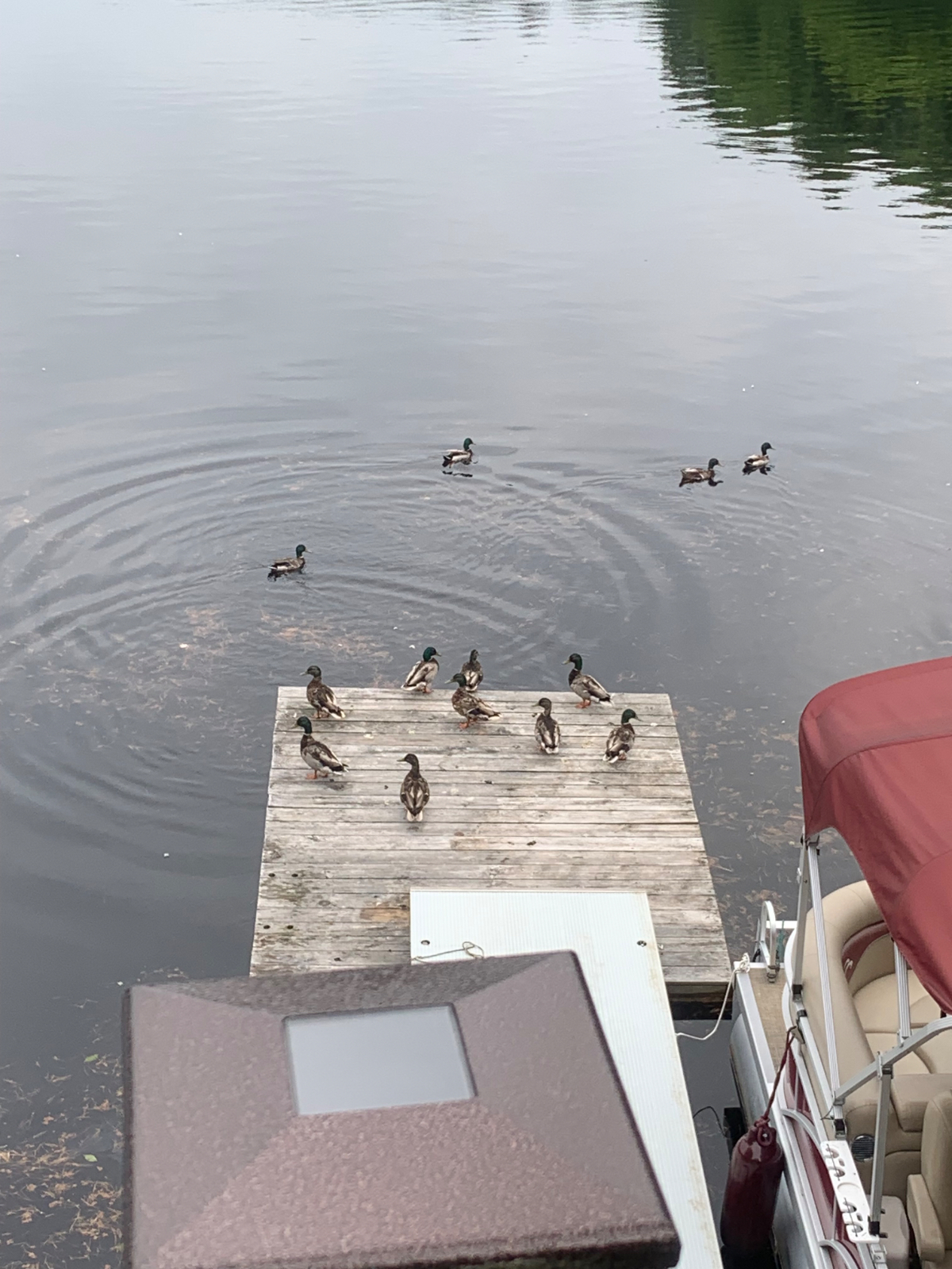 Loon Landing on Higley Reservoir - Photo 10