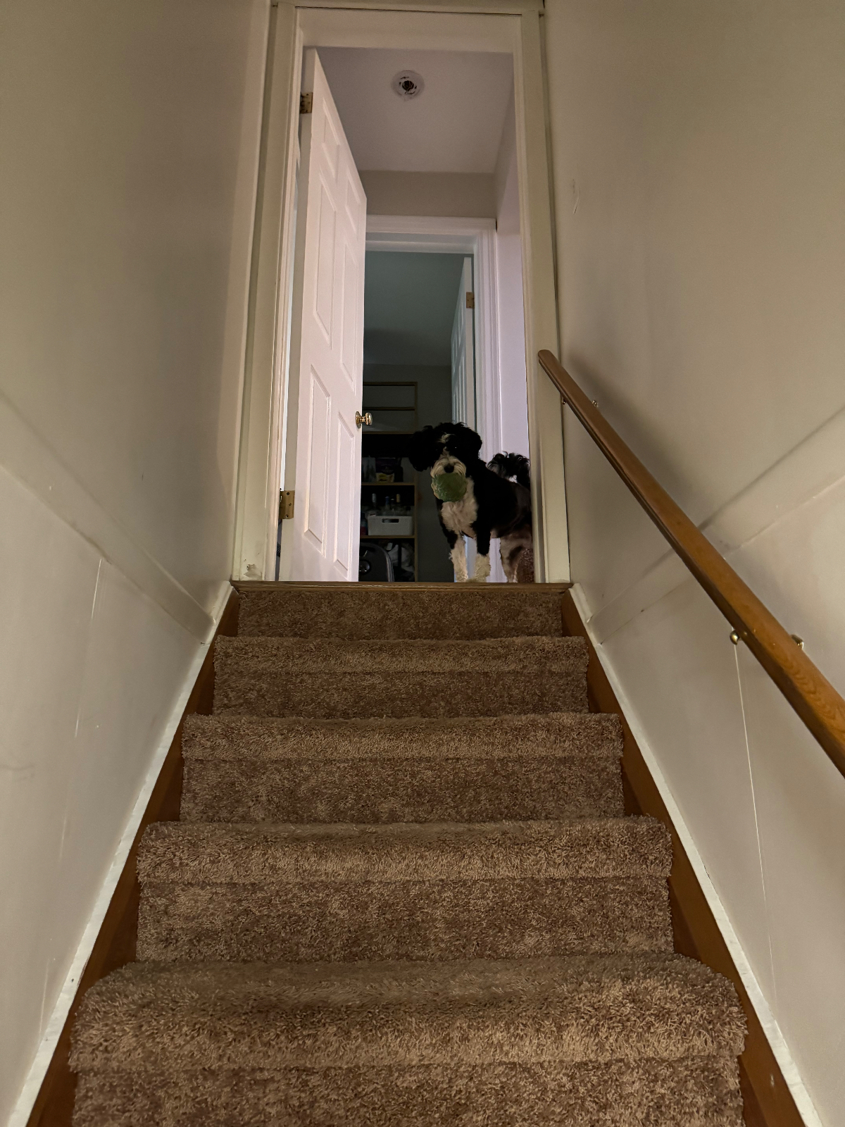 Pet Friendly in Pittsford - Photo 4