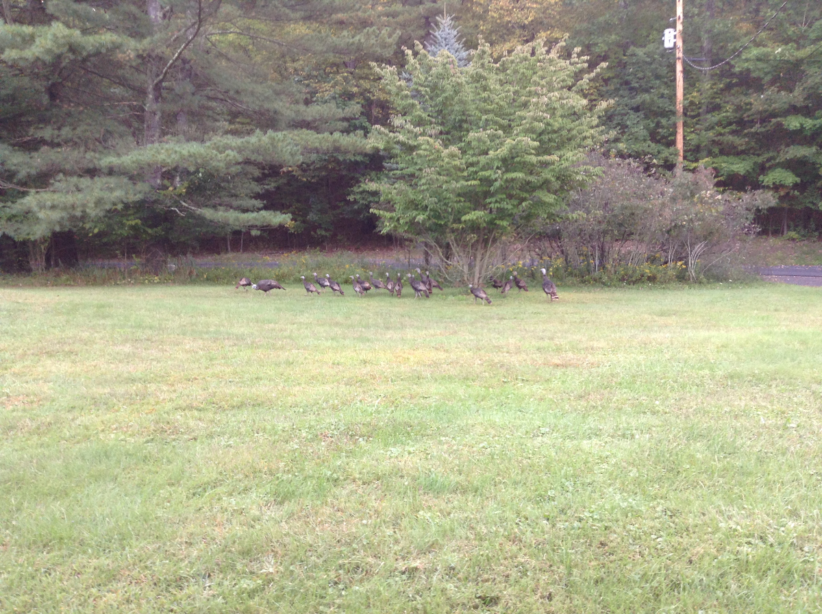 Country Cozy Stone Cottage - Photo 3
