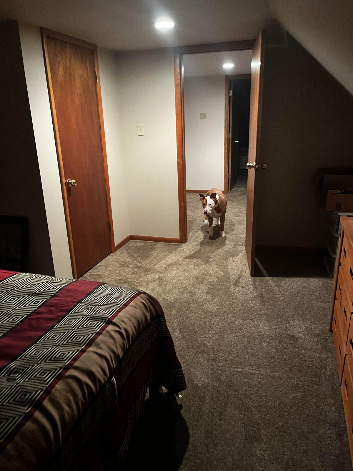 RENTED TILL AUGUST 15, 2026 - Single room, shared bathroom -- We are nurses - Diamond in the Ruff, w - Photo 11