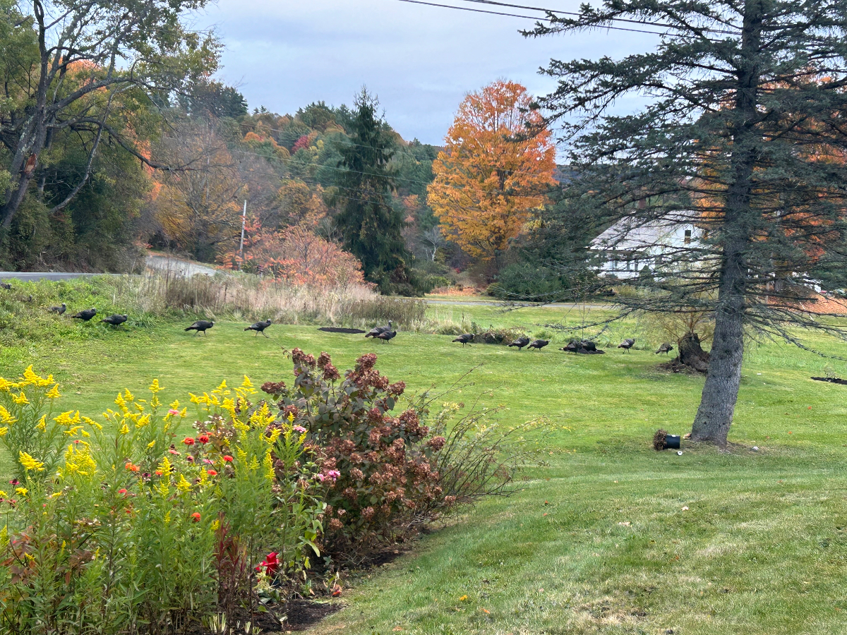 Room(s) in beautiful pastoral setting - Photo 9