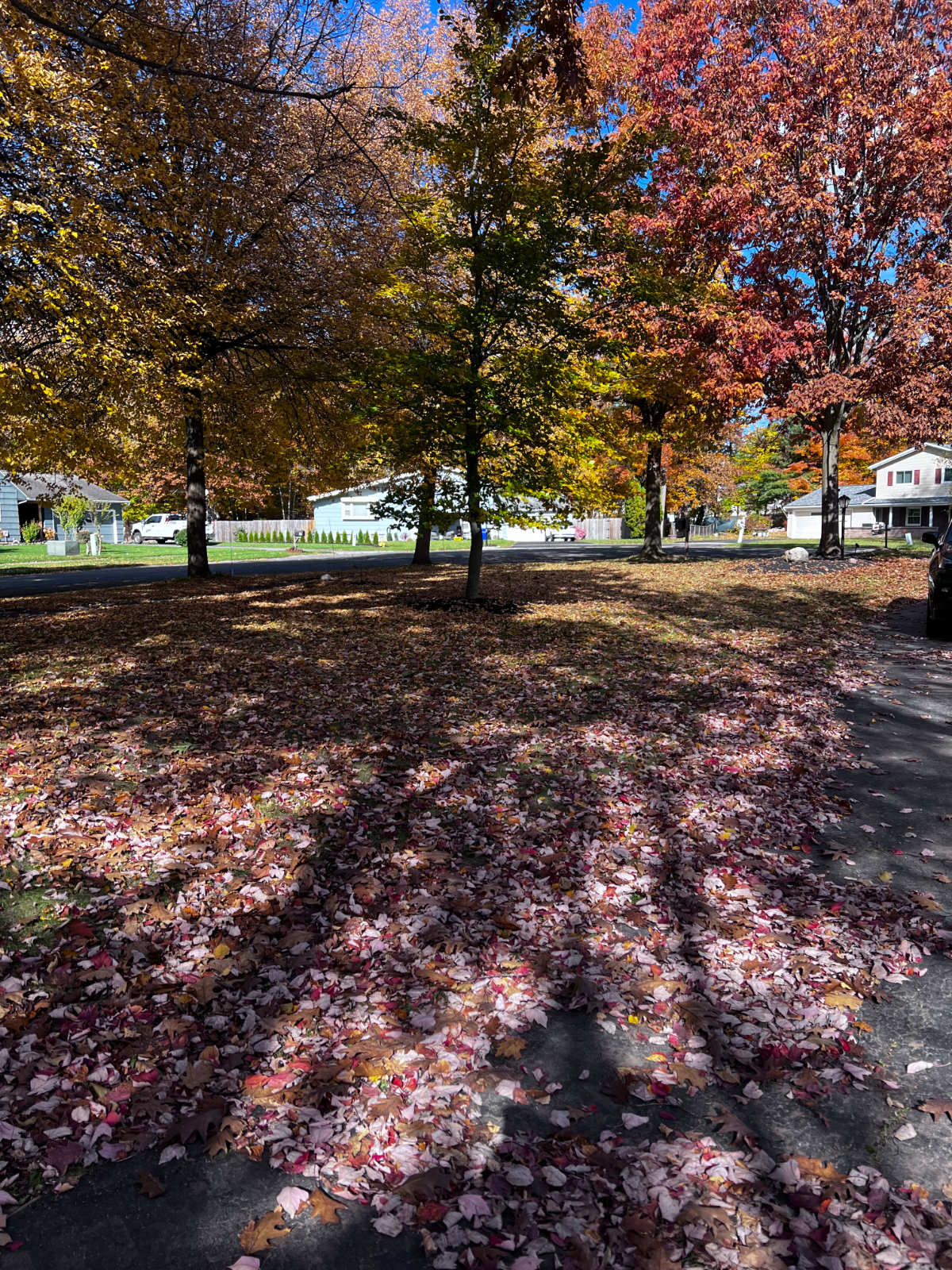 King Green - Photo 5