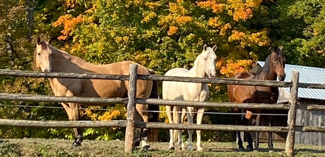 2 BR residence on lovely horse farm - Photo 11