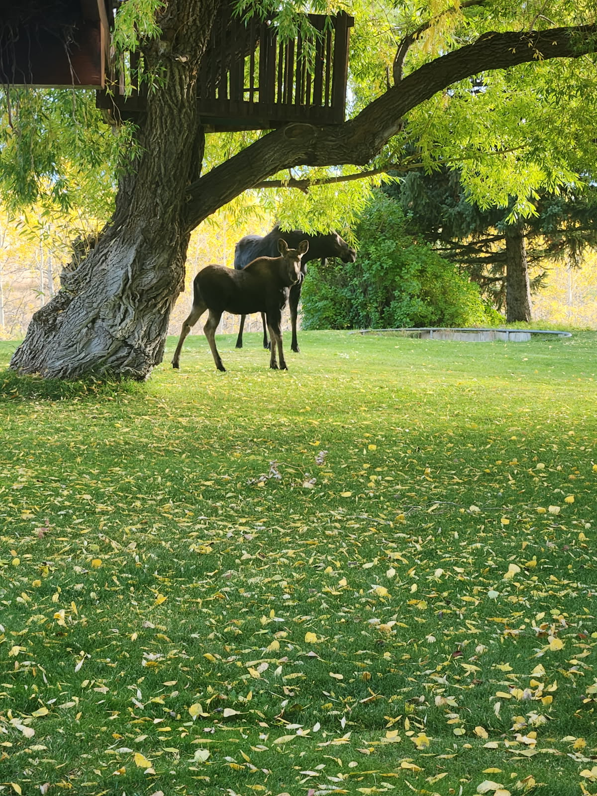Teton Hideaway Guesthouse - Photo 10