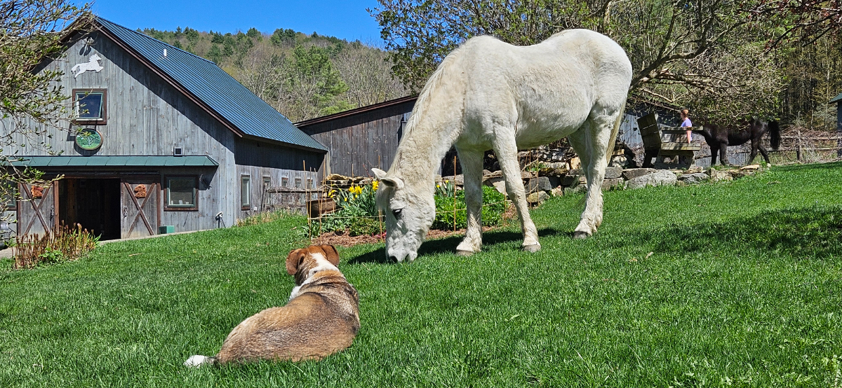 Farmhouse at Round Robin Farm - Photo 12