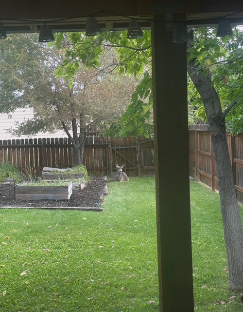 Spacious Two-Story Home with Loft Retreat, Rooftop Balcony, and Fully Fenced Backyard -- All Include - Photo 2
