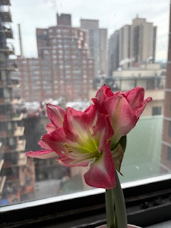 Bright Furnished Upper East Side Room With Balcony Near Hospitals And Central Park - Photo 10