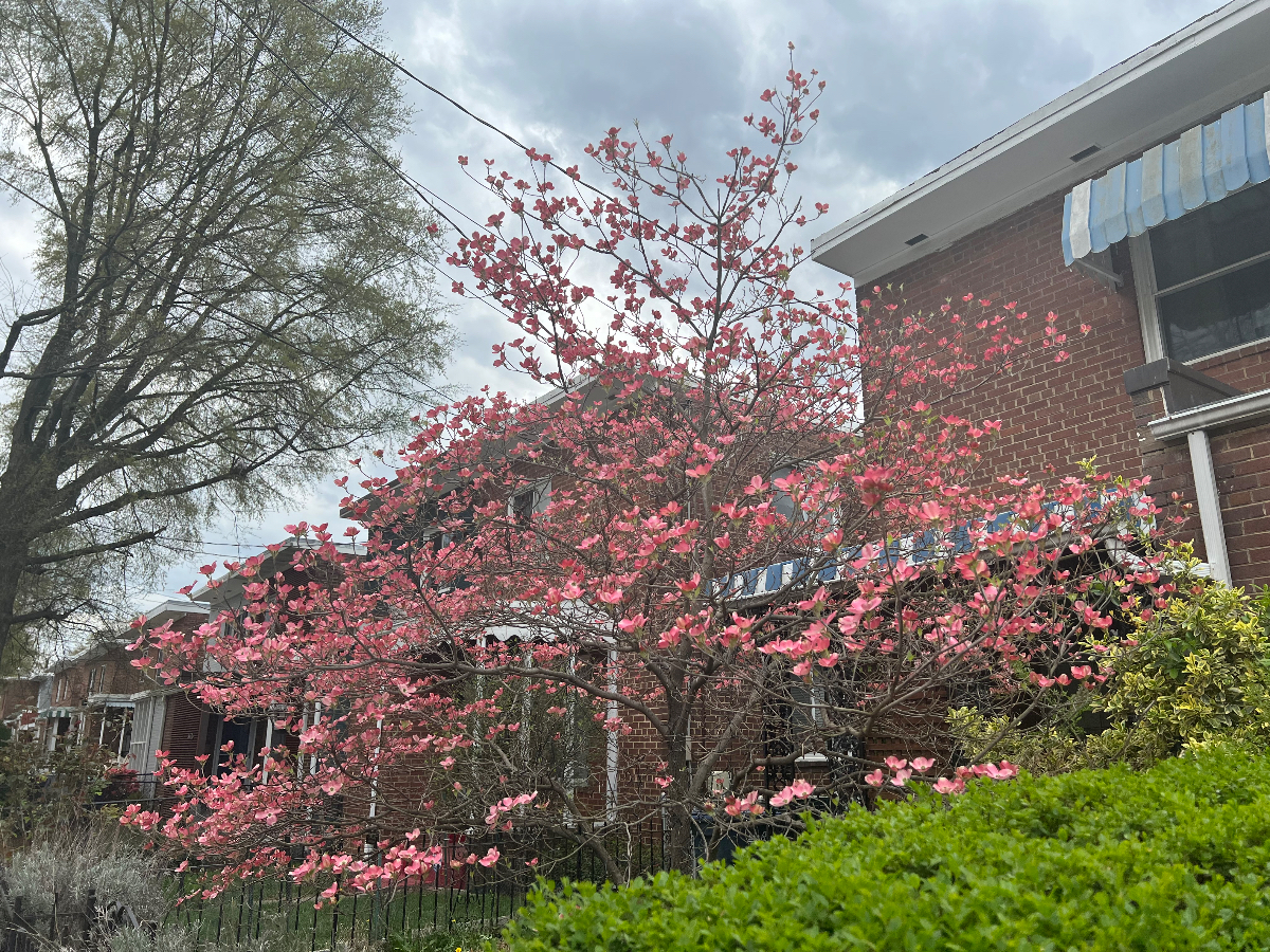 Sun-Drenched Takoma Retreat - Steps to Metro & MBT - Photo 1