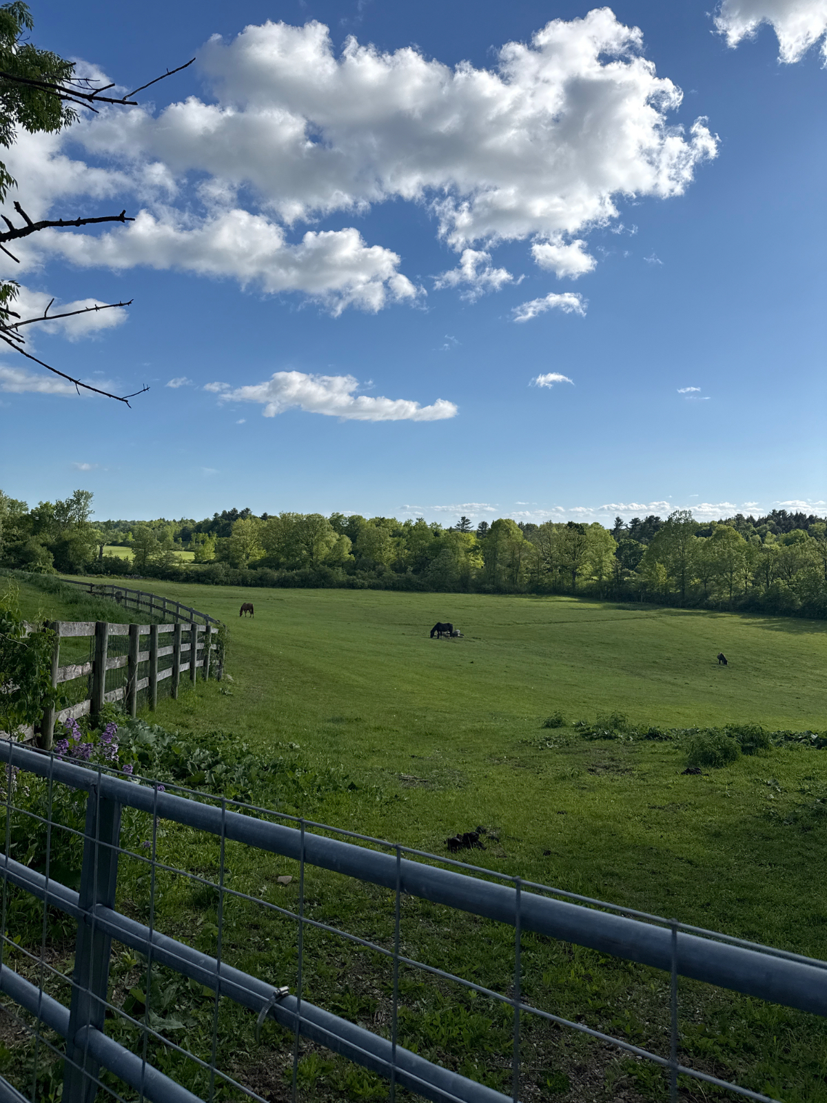 Beautiful 27 acre farmstead only 5 miles from major hospital , malls etc. - Photo 4